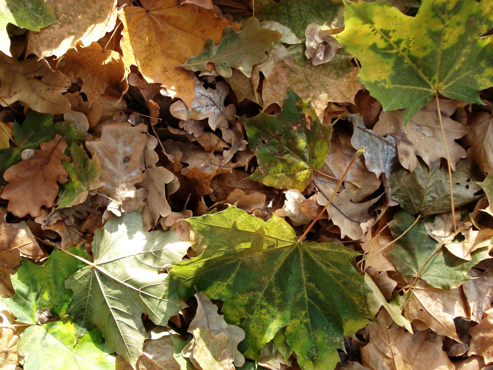leaves